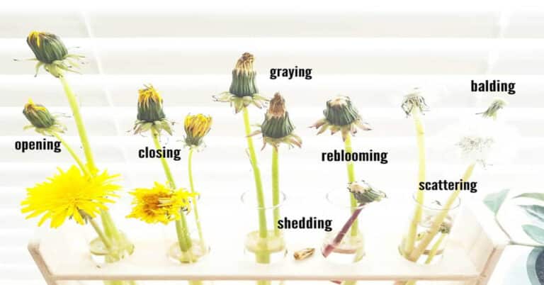 Dandelion Life Cycle – Stages & Interesting Facts You Didn’t Know