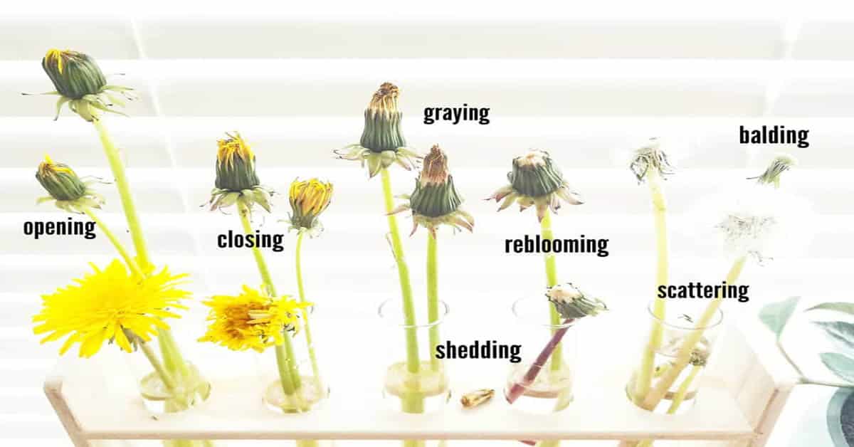 Dandelion life cycle