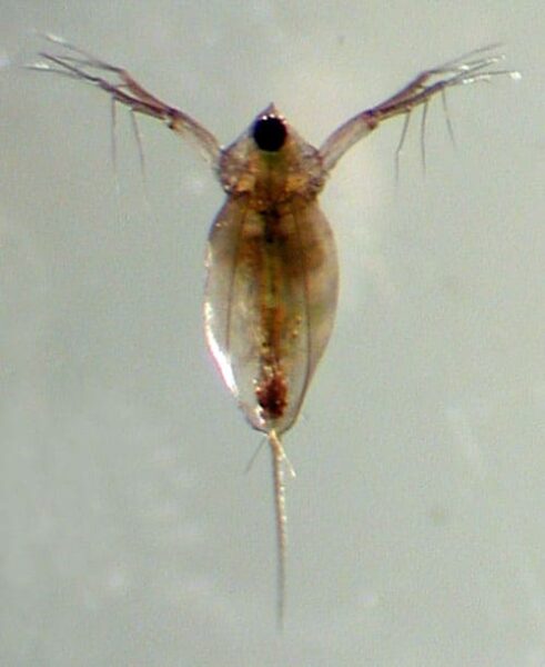 Daphnia - Learn About Nature