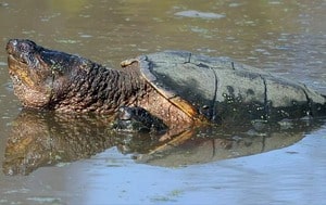 Common Snapping Turtle 1