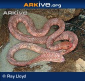 Sea Snake- Leaf-Scaled