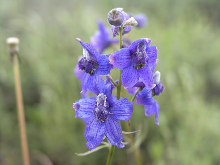 Delphinium – Used By Native American Indians to Repel the Scourge of Scorpions