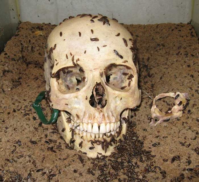 Dermestid Beetle Skull
