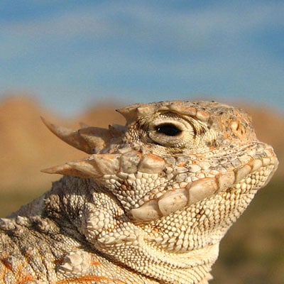 Desert Horn Lizard