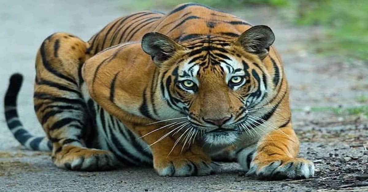 Do tigers have predators