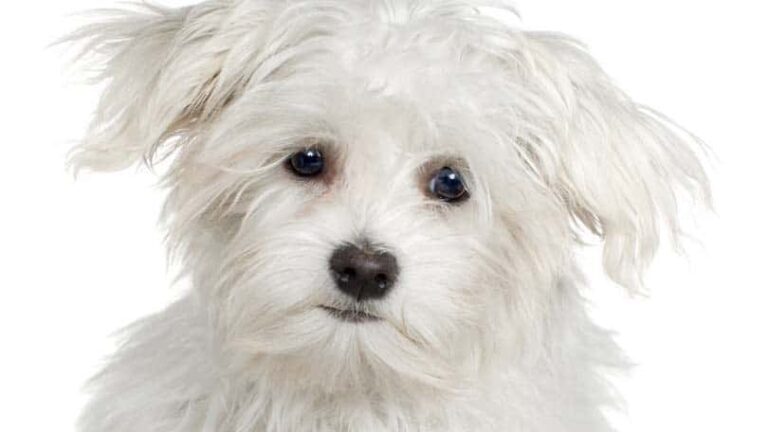 Hypoallergenic Dogs – List and Pictures of Popular Breeds