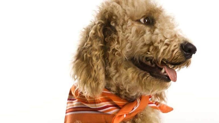 Common Dog Cross Breeds – Labradoodle, Cockapoo, and More