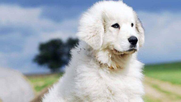 Things to Consider When Buying a Purebred Puppy