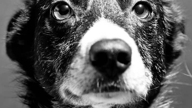 Black and White Dog Face