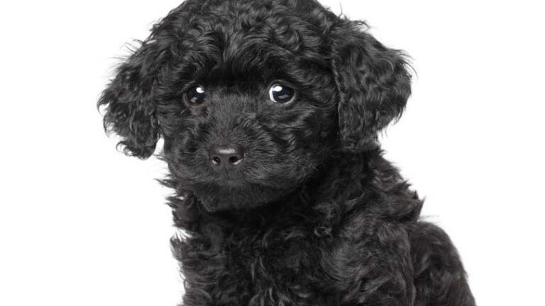 Popular Poodle Mixed Breeds