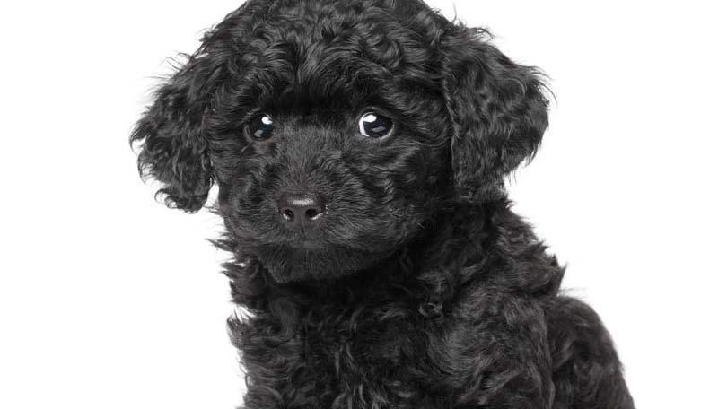 Mixed Poodle