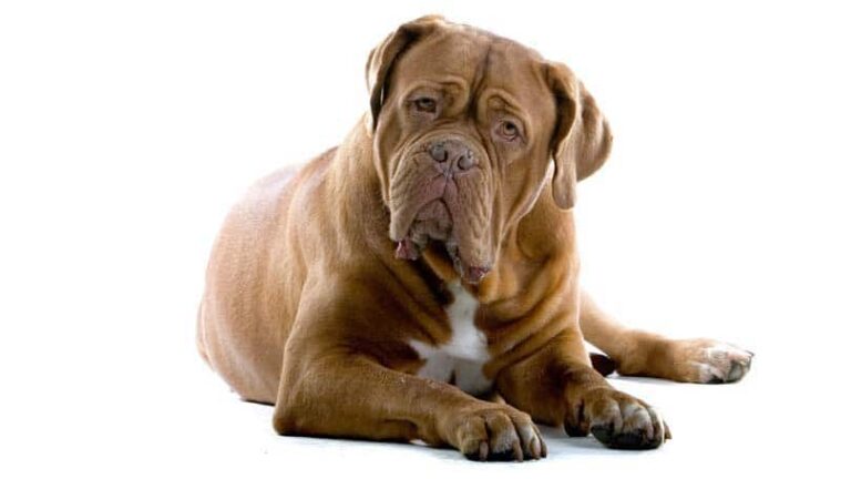 Health Problems with Purebred Dogs