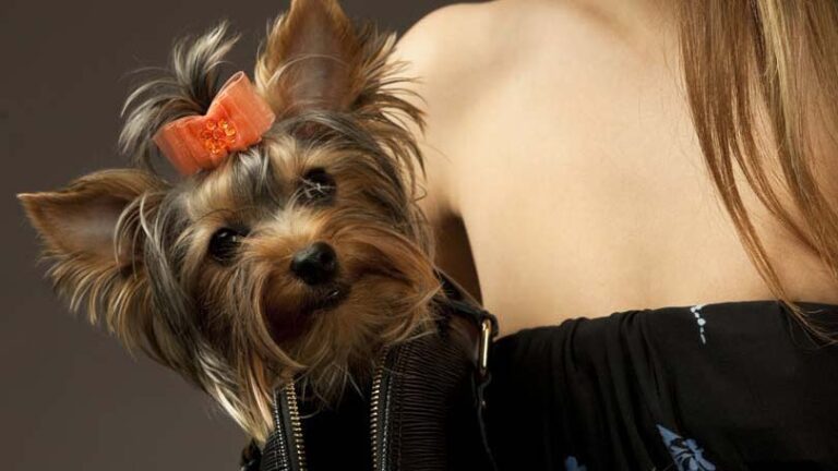 Yorkshire Terrier- Breed Information