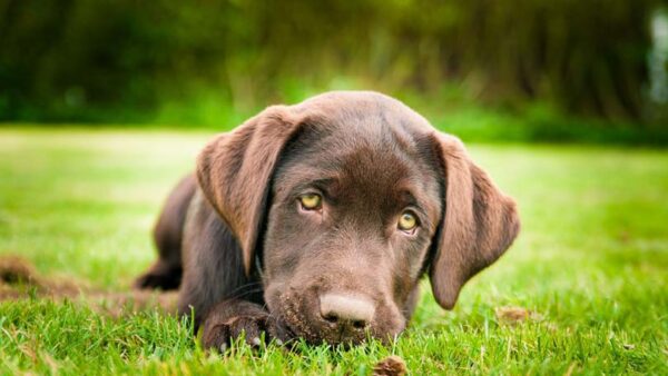 Labrador Retriever Breed Profile - Learn About Nature