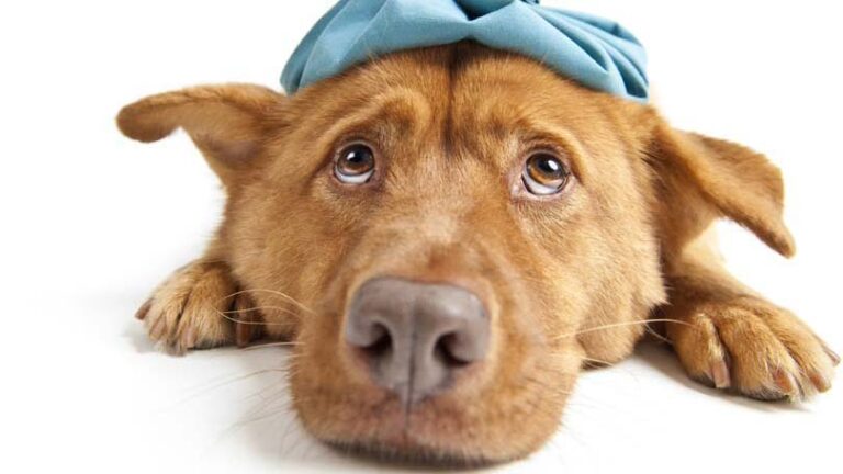 Signs of Cancer in Dogs – Knowing Could Save Your Dogs Life