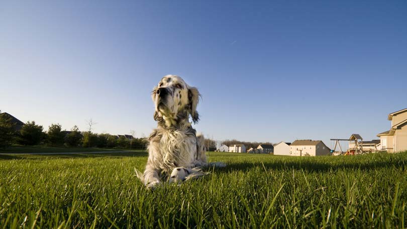 Dog on Grass