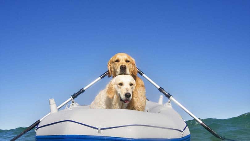 Dogs in Boat