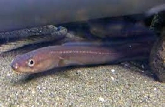 Whitespotted Conger Eel