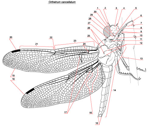 Dragonfly Anatomy