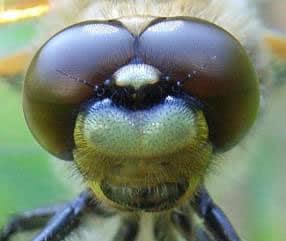 Dragonfly Close up