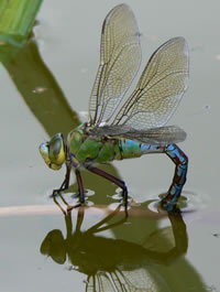 Dragonfly Laying Eggs in the Water