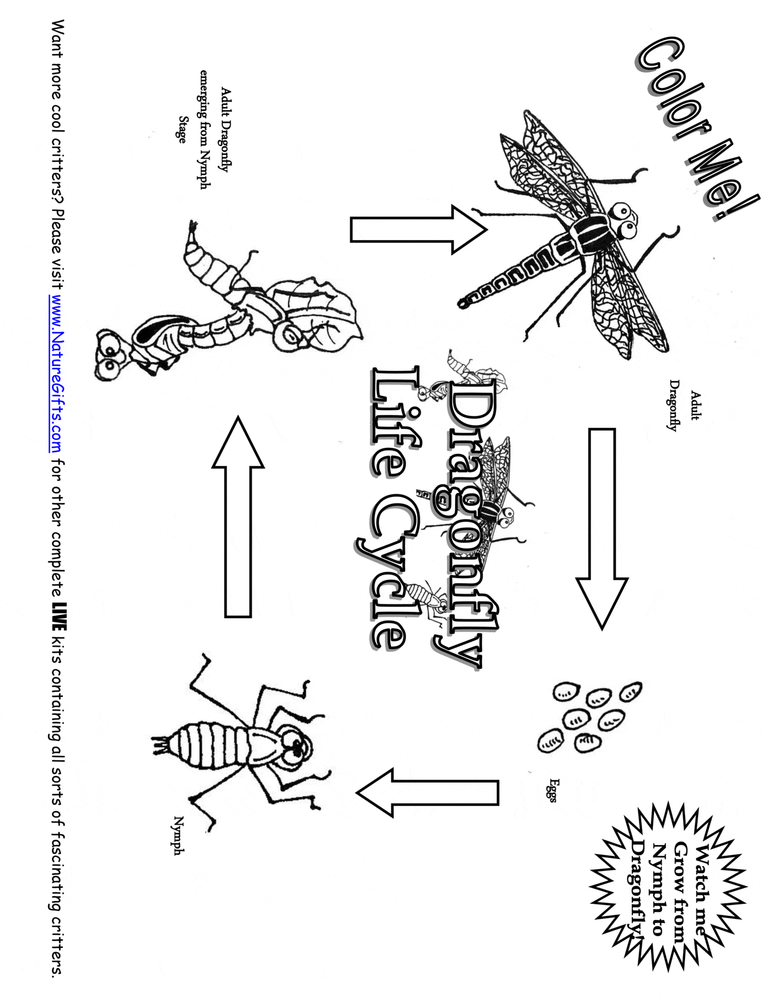 Dragonfly Life Cycle Coloring Page - Learn About Nature