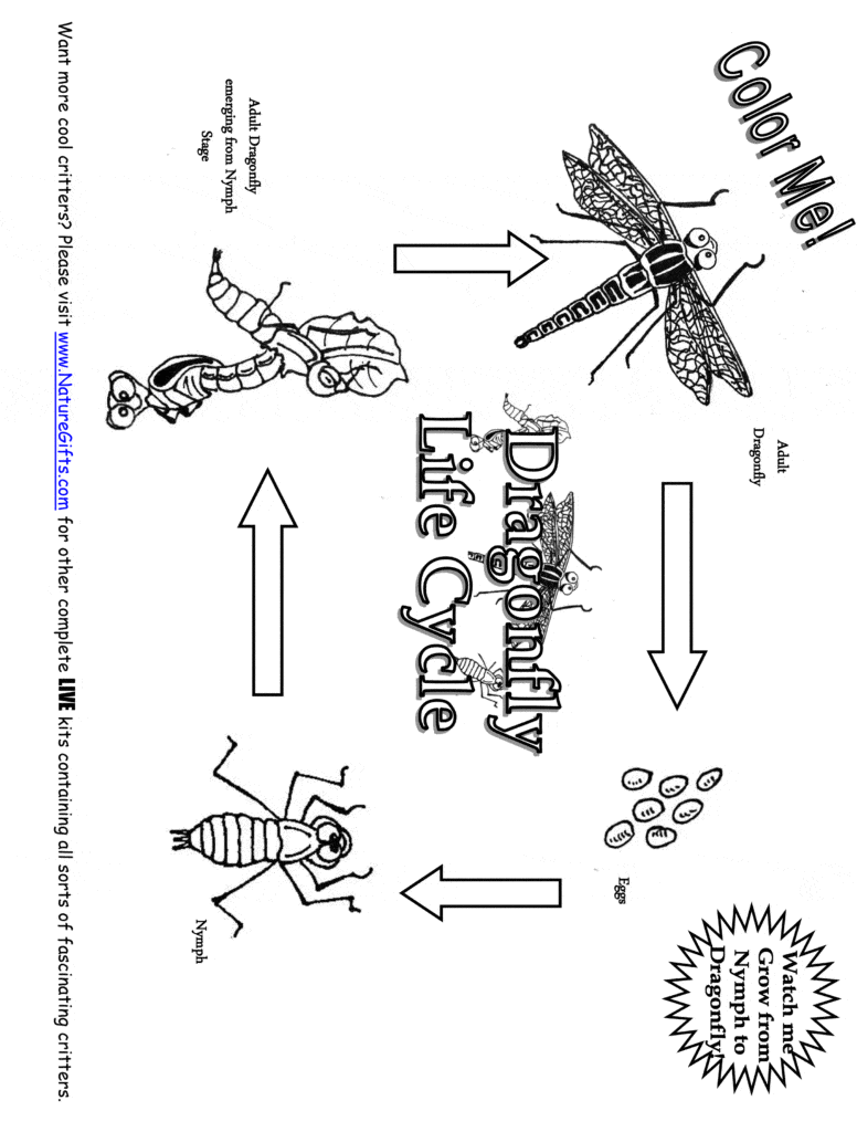 Dragonfly Life Cycle Coloring Page