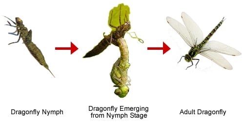 The Dragonfly Life Cycle
