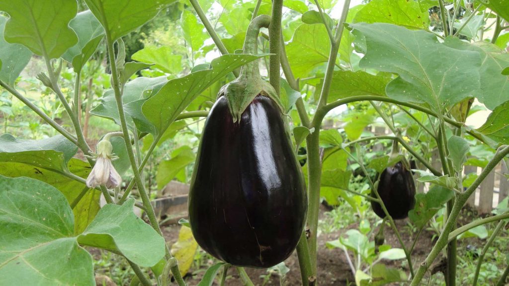 Eggplant