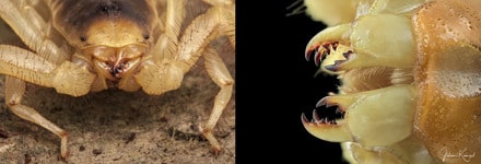 Desert Hairy Scorpion Close up