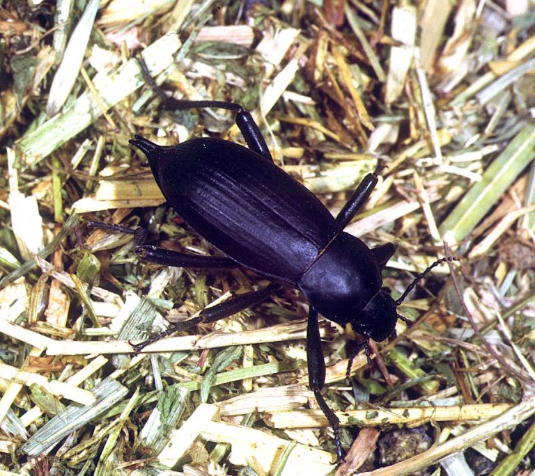 Egyptian Beetles
