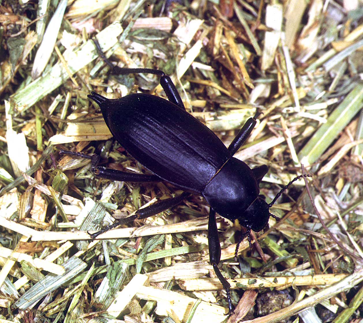 Egyptian Beetle