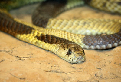 Egyptian Asp Snake
