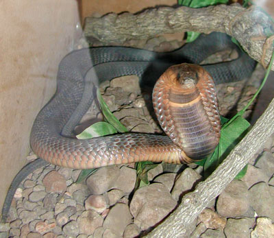 Asp Snake
