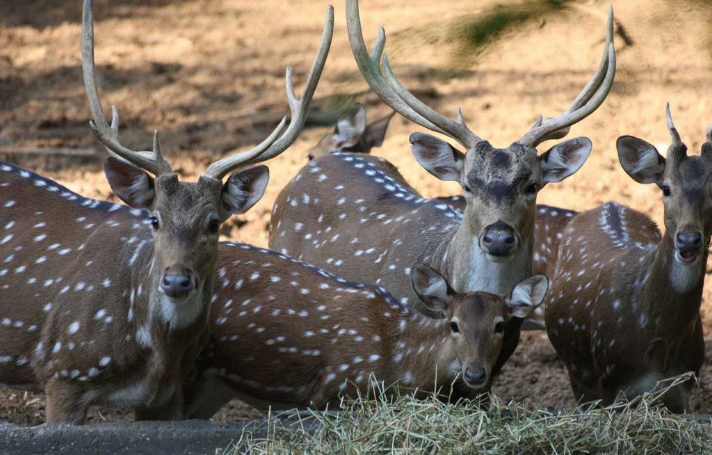 Elks