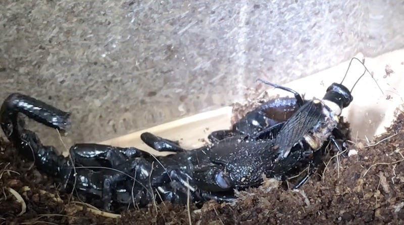 emperor scorpion feeding