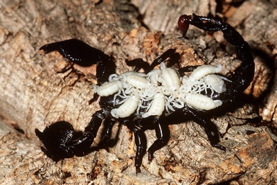Baby emperor scorpion