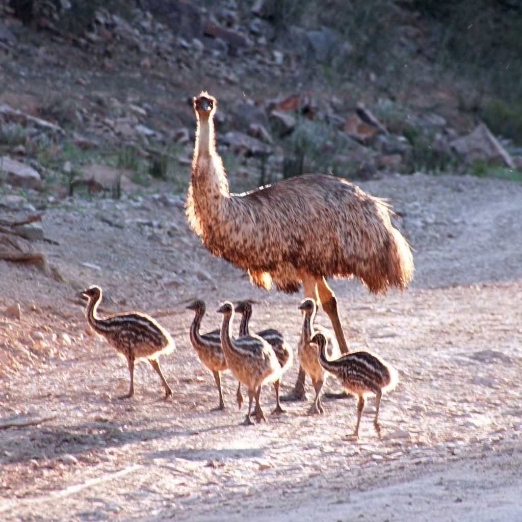 Emus
