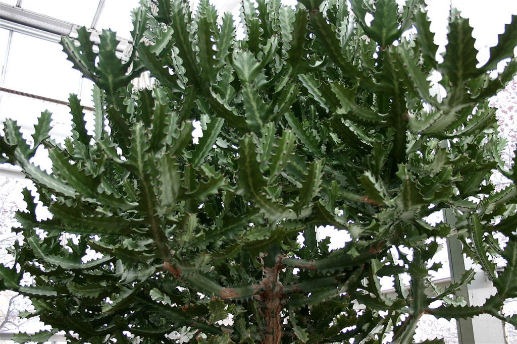 Euphorbia Lactea