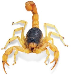 Desert Hairy Scorpion 2