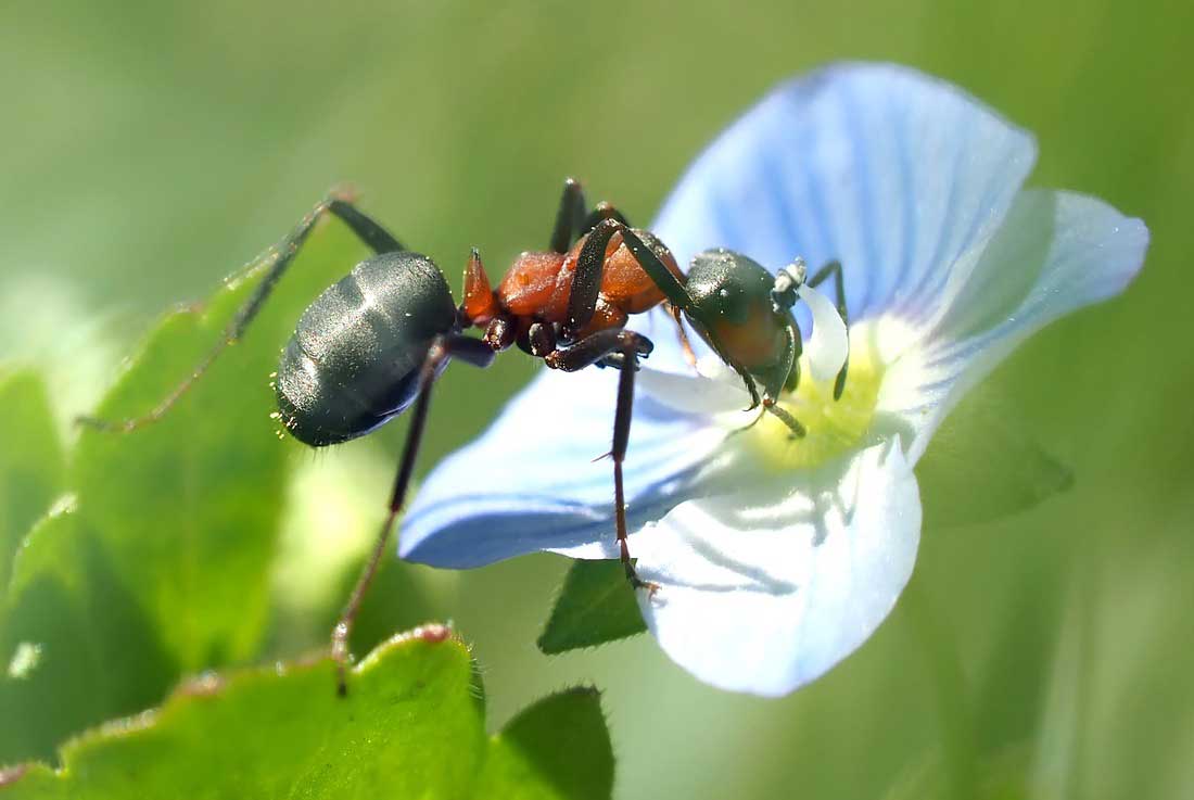 Ants on Flower
