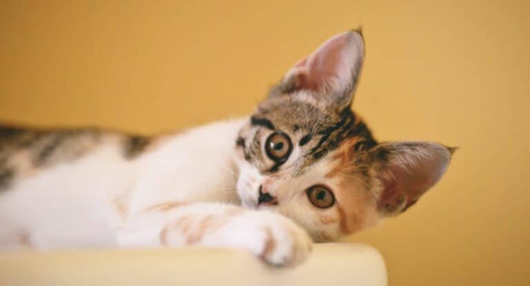 10 Fascinating Facts About Cats That Will Make You Love Them Even More