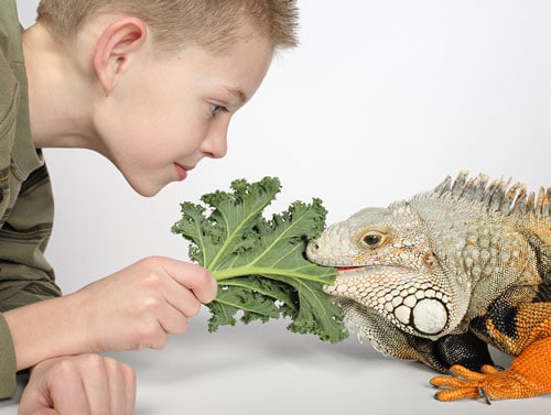 Boy Feeding Lizard