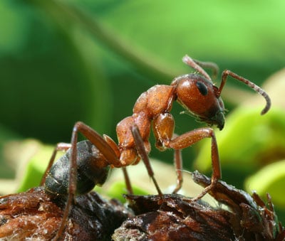 Formica Rufa Field Ant