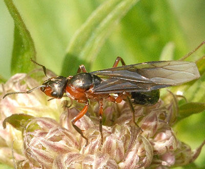 Formica Sanguinea Field Ant
