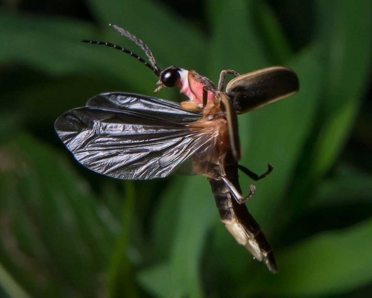 Lightning Bug (Firefly)