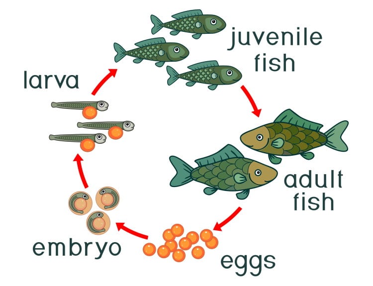 Fish Life Cycle