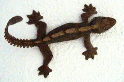 Flying Gecko
