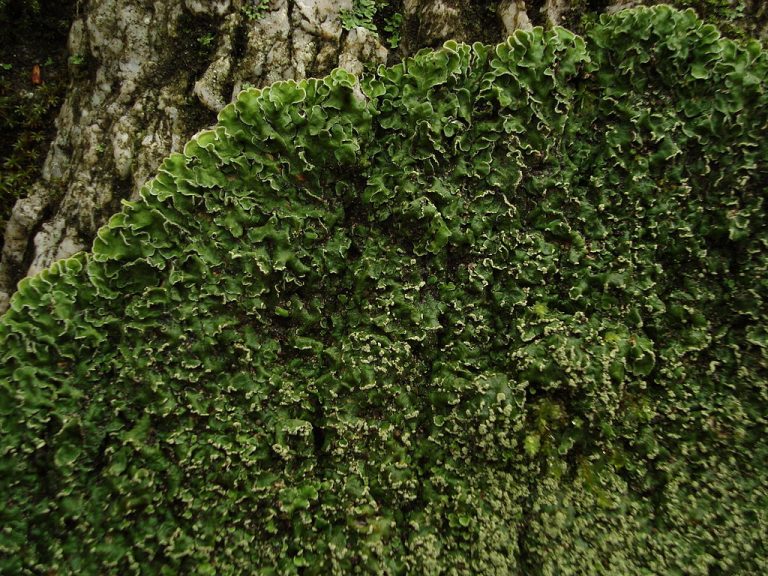 Foliose Lichen