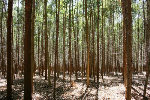 Forest of Eucalyptus